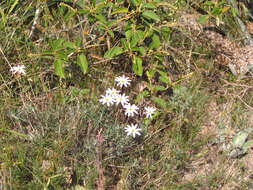 Image of Onoseris hyssopifolia Kunth