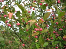 Image of Common spindle tree