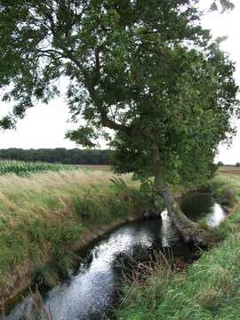 Imagem de Fraxinus excelsior L.