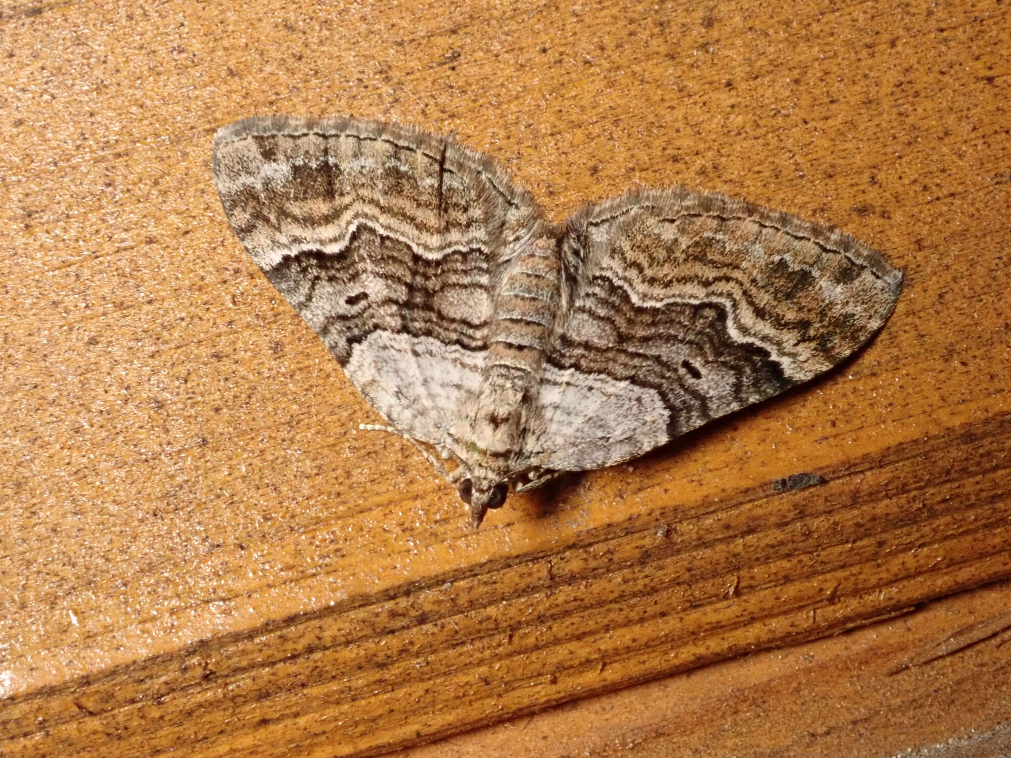 Image of large twin-spot carpet