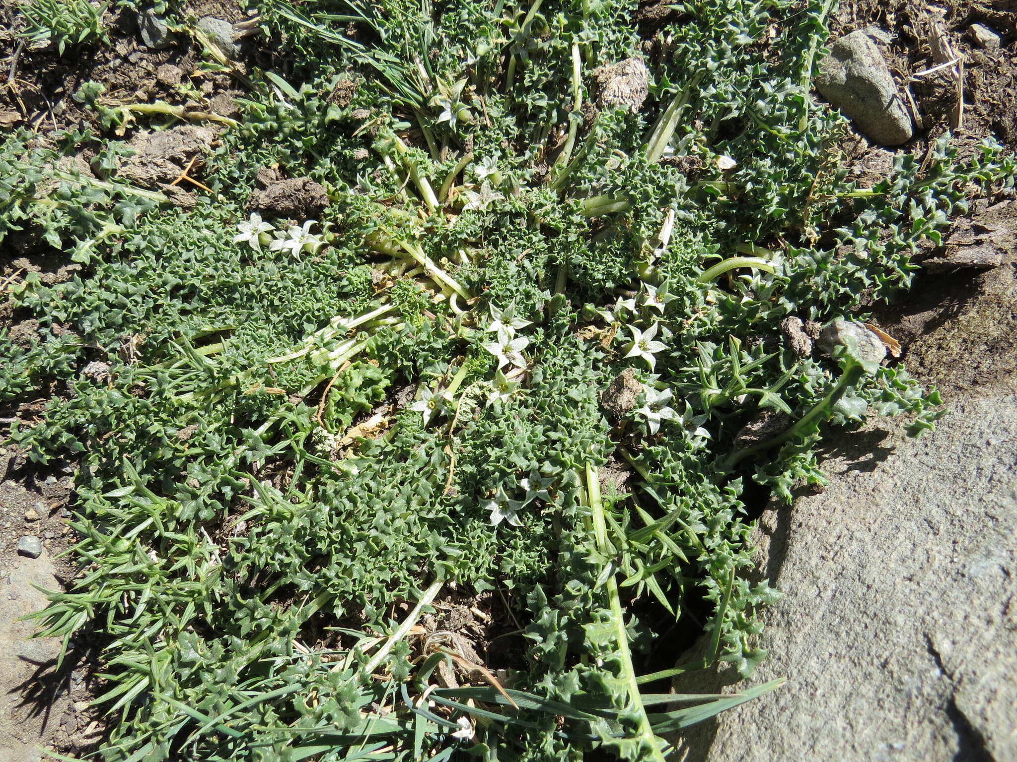 Image de Jaborosa caulescens Gill. & Hook.