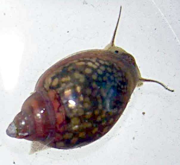 Image of acute bladder snail