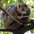 Image of Crowned Lemur