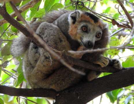 Image of Crowned Lemur