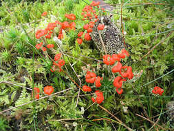 Слика од Cladonia cristatella Tuck.