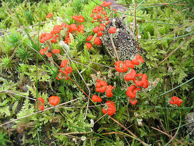 Слика од Cladonia cristatella Tuck.