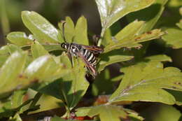 Image of Bembecia iberica Špatenka 1992