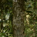 Image of Calophyllum polyanthum Wall. ex Choisy