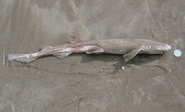 Image of Spotted cat sharks