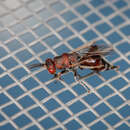 Image of Parasitoid wasp