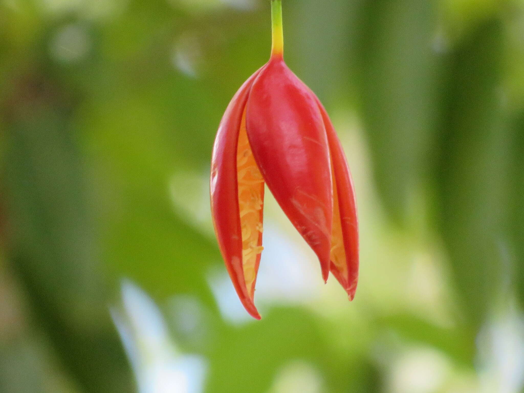 Image of Adenia heterophylla (Bl.) Koord.