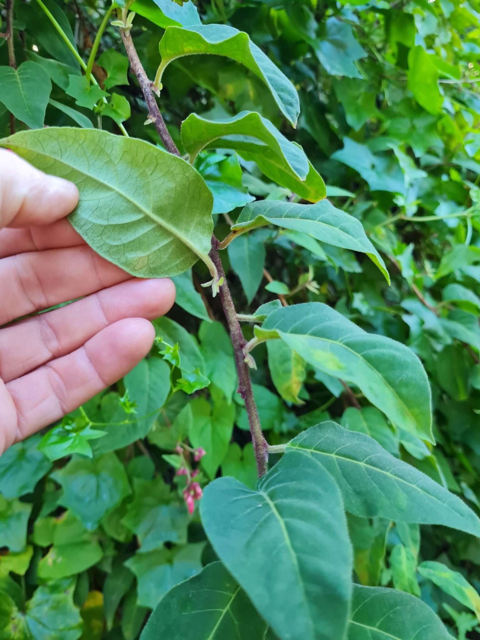 صورة Cestrum fasciculatum (Schltdl.) Miers