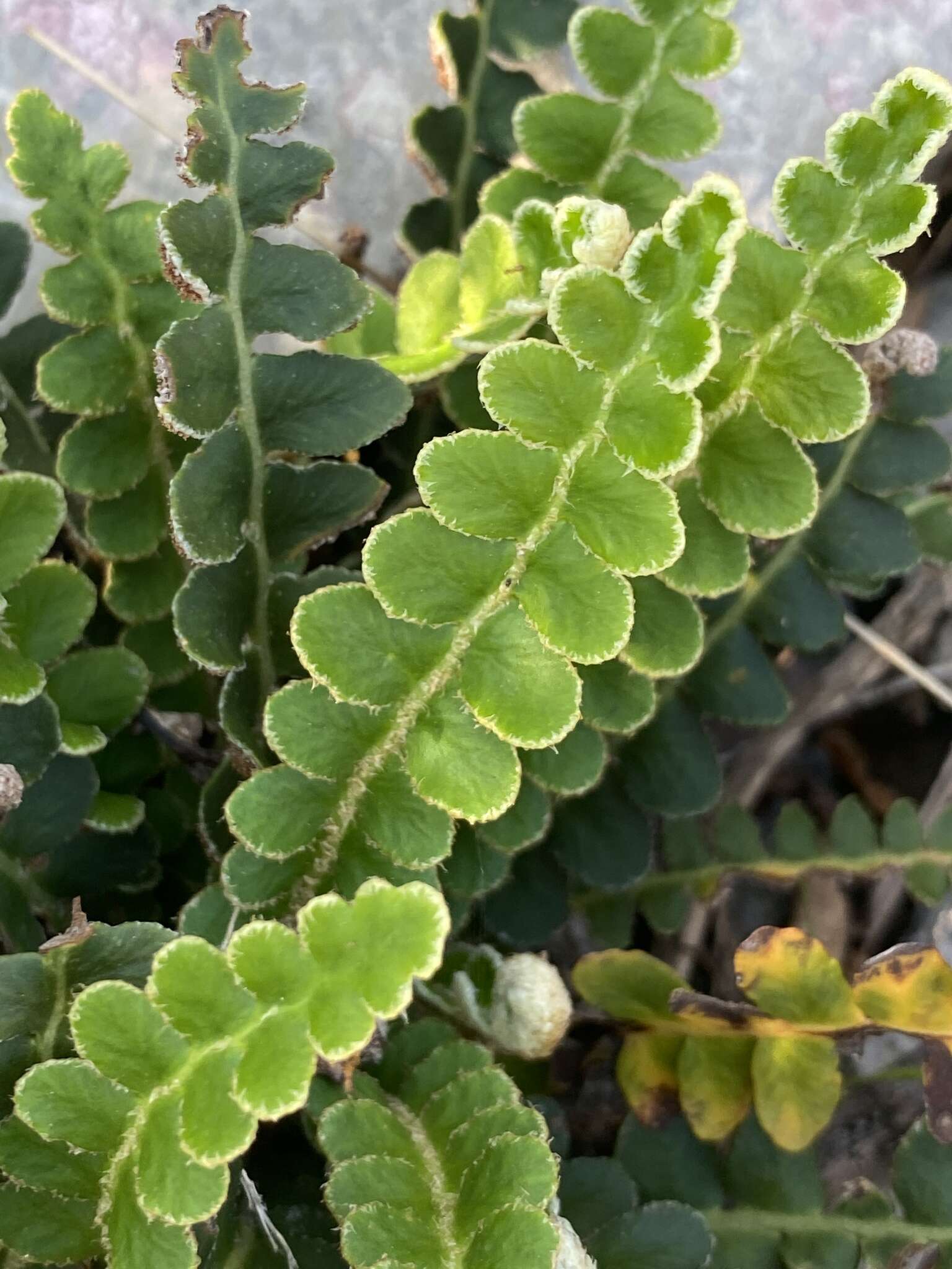 Plancia ëd Asplenium ceterach subsp. ceterach