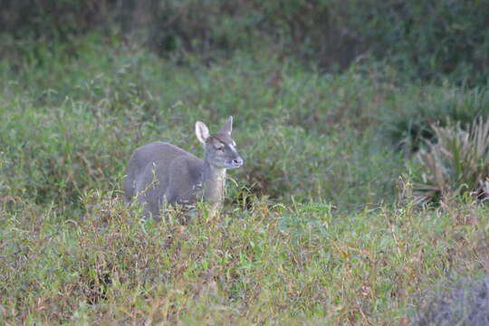 Imagem de Mazama gouazoubira (G. Fischer)