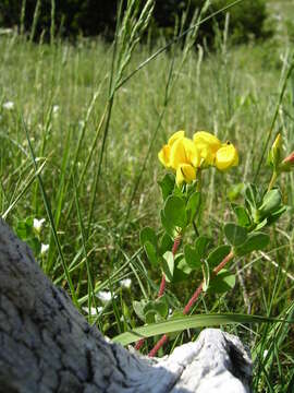 Image of Common Bird's-foot-trefoil