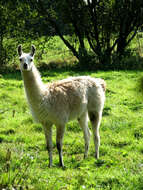 Image of llama