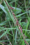 Image of Gahnia melanocarpa R. Br.