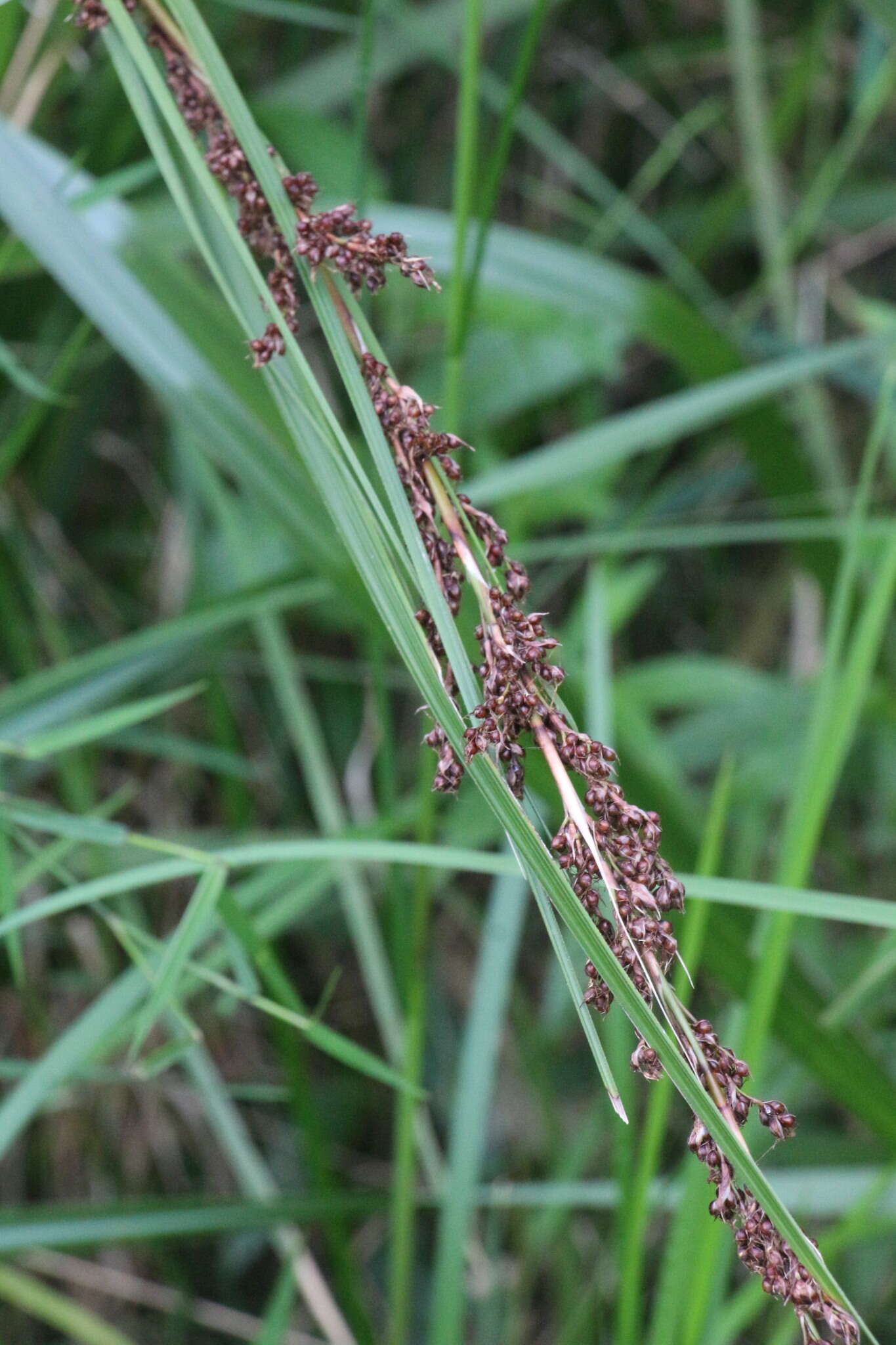 Image of Gahnia melanocarpa R. Br.