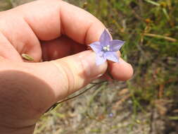 صورة Wahlenbergia undulata (L. fil.) A. DC.