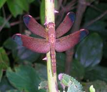 Image of Black Stream Glider