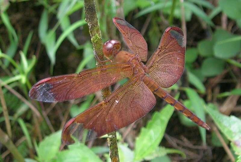 Image of Black Stream Glider