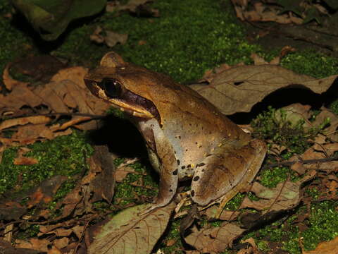 Image of Glandular horned toad