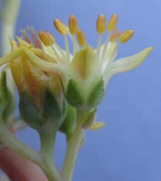 Image of Sedum kiersteadiae