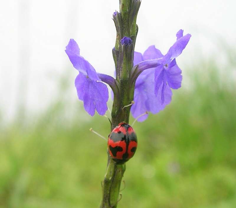 Image of Stachytarpheta indica (L.) Vahl