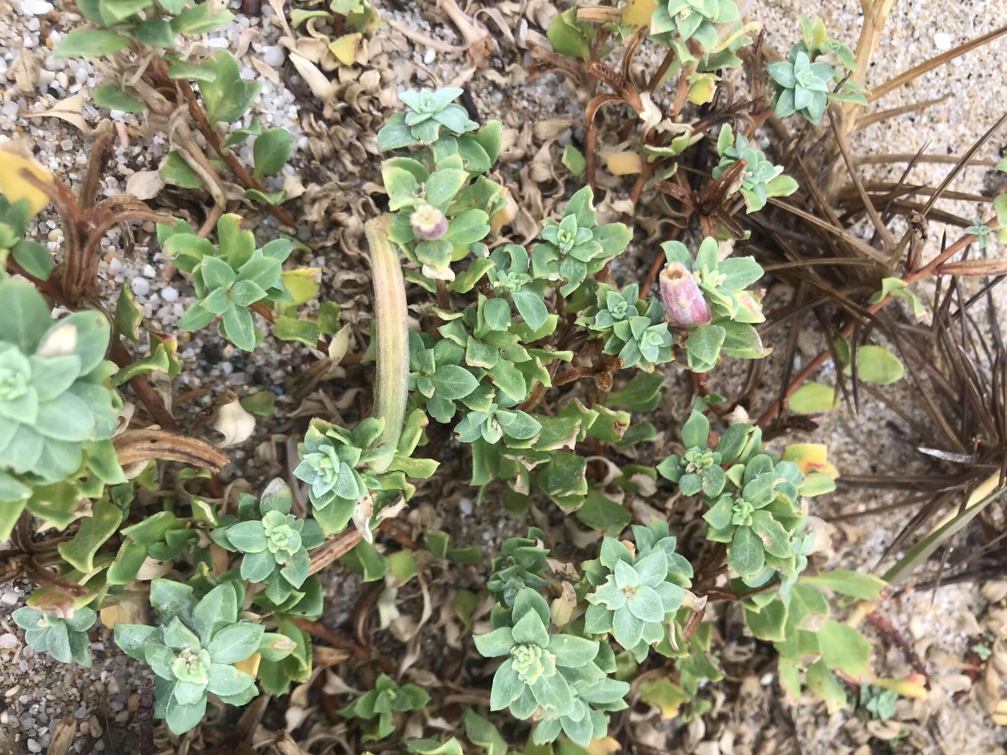 Oenothera drummondii subsp. thalassaphila (Brandegee) W. Dietrich & W. L. Wagner resmi