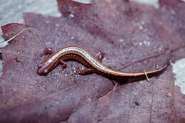 Image of Southern Two-lined Salamander