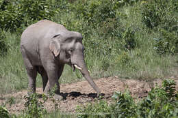 Image of Elephas Linnaeus 1758