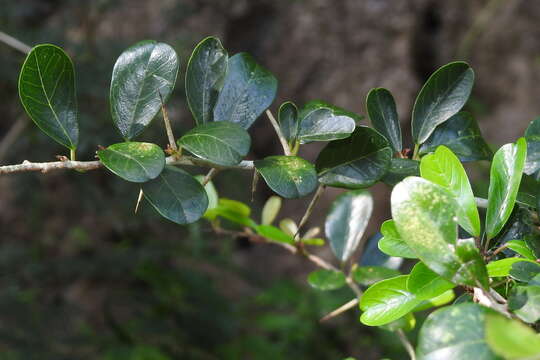 Image of Cudrania cochinchinensis (Lour.) Yakuro Kudo & Masamune