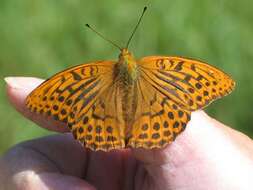 Imagem de Argynnis paphia Linnaeus 1758