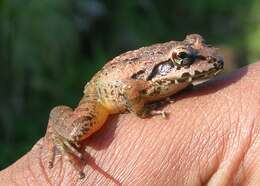 Image of Indian frogs