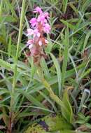 Image of Satyrium nepalense D. Don