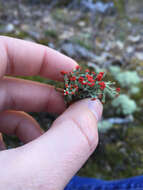 Слика од Cladonia cristatella Tuck.