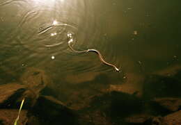 Image of Southern Water Snake