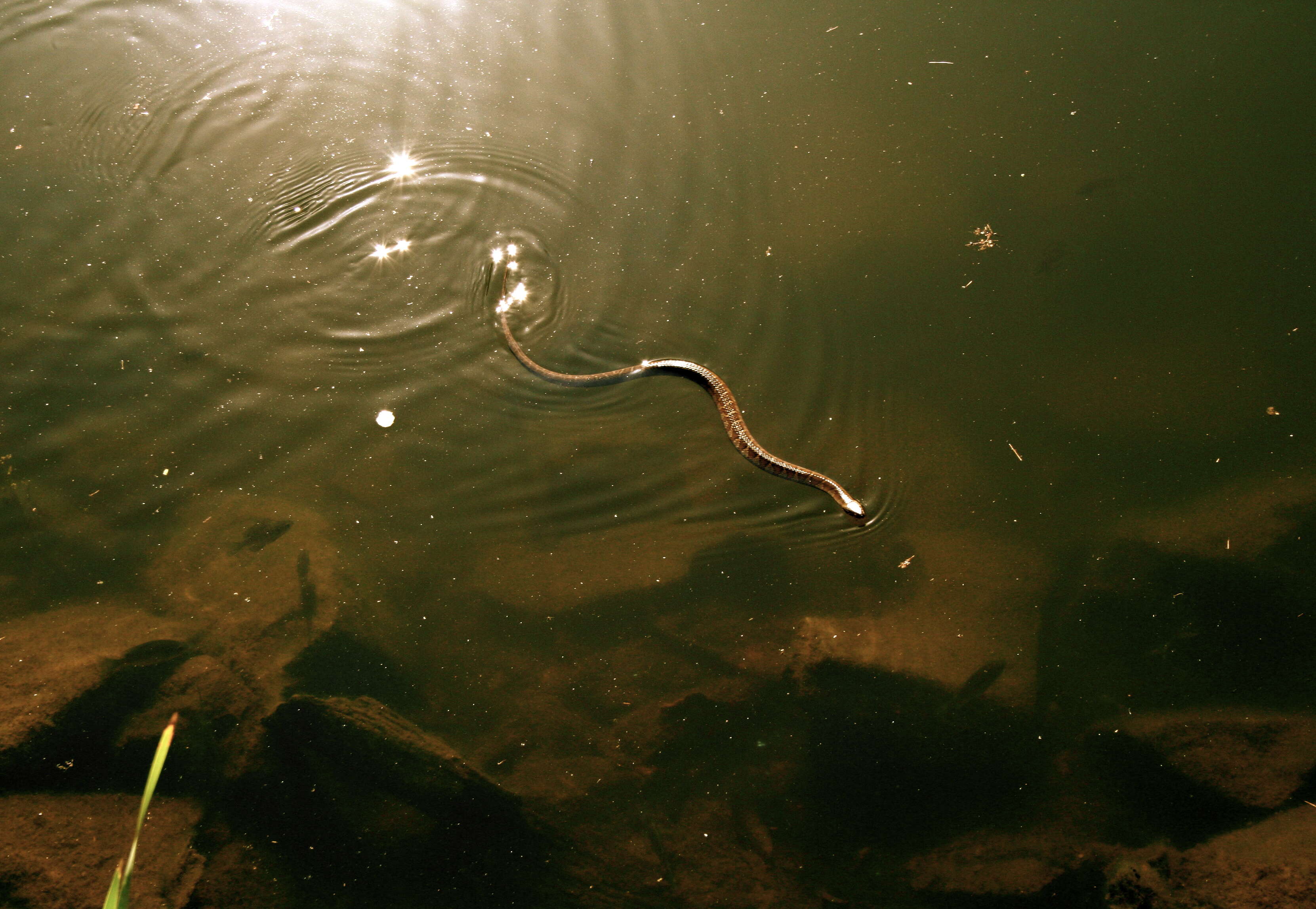 Image of Southern Water Snake