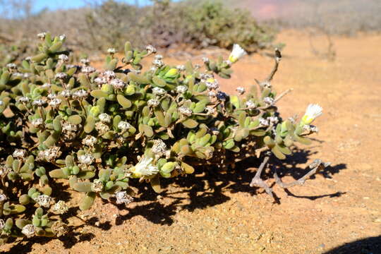 Image of Drosanthemum albens L. Bol.