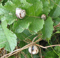 Image of Mediterranean Coastal Snail