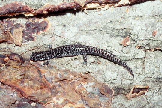 Image of Flatwoods salamander