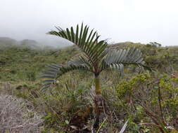 Image of Dypsis pumila Beentje