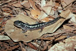 Image of Eastern Tiger Salamander