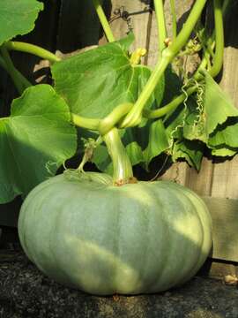 Image of Buttercup Squash