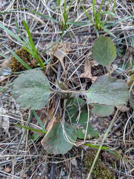 Ranunculus rhomboideus Goldie的圖片