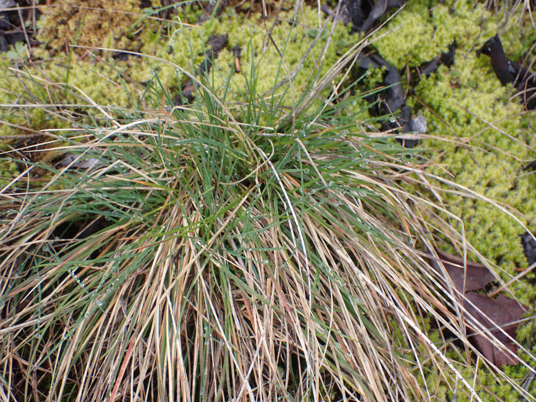 Image de Festuca idahoensis subsp. roemeri (Pavlick) S. G. Aiken