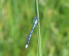 Image of Common Blue Damselfly