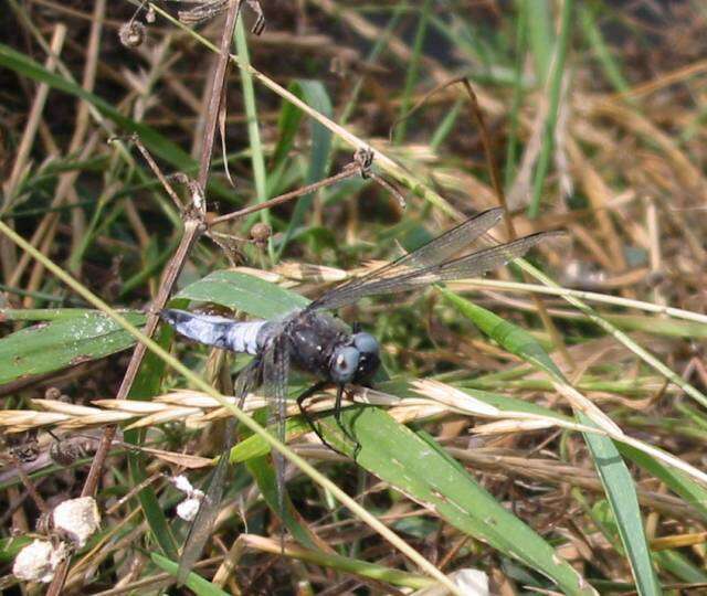 Image of Blue Chaser