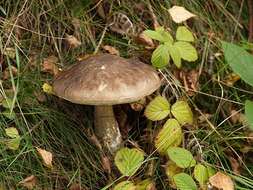 Image of Leccinum scabrum (Bull.) Gray 1821