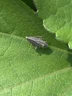 Image of Graphocephala appropinquans (Fowler 1899)